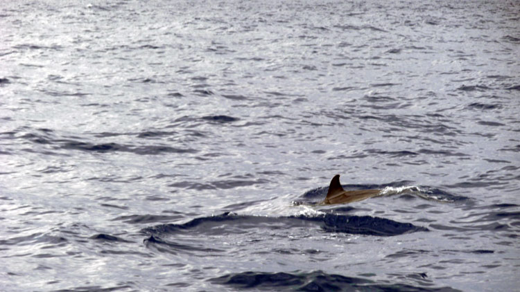 killershark